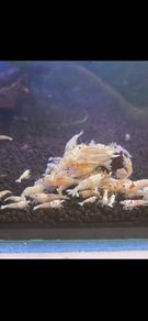 White Caradina Shrimp