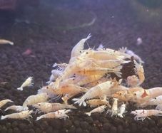 White Caradina Shrimp