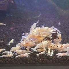 White Caradina Shrimp