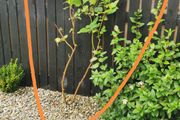 Cornus Alba Sibirica Dogwood plants