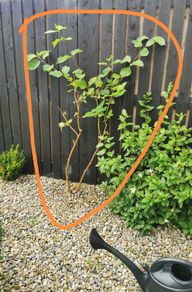 Cornus Alba Sibirica Dogwood plants
