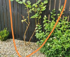 Cornus Alba Sibirica Dogwood plants