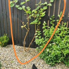 Cornus Alba Sibirica Dogwood plants
