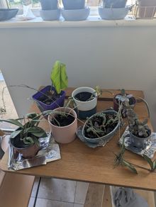 Free House plants