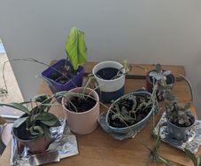 Free House plants