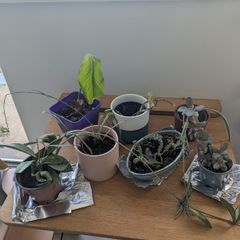 Free House plants