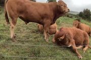 Top Quality Pedigree Registered Limousin Bulls