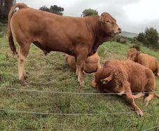 Top Quality Pedigree Registered Limousin Bulls