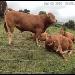 Top Quality Pedigree Registered Limousin Bulls