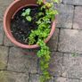 Cissus striata - fast growing evergreen climber Image 10