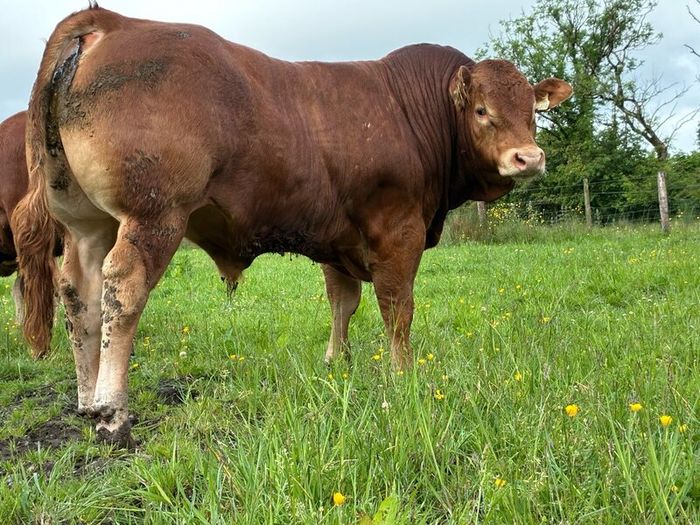 Limousion bull
