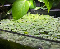 Aquatic plant/water lettuce