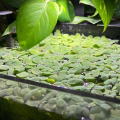 Aquatic plant/water lettuce