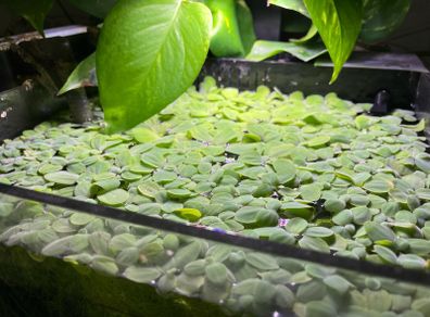 Aquatic plant/water lettuce