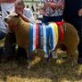 Pedigree registered Charollais ram lamb Image 2