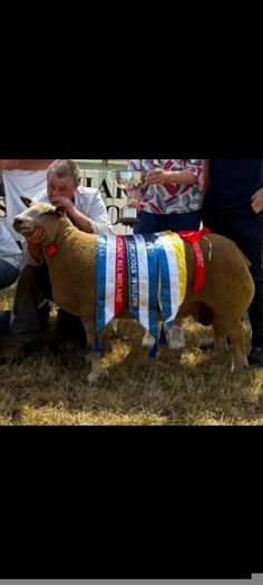Pedigree registered Charollais ram lamb