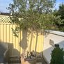 Mature Olive Trees in Ceramic Pots Image 2