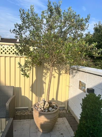 Mature Olive Trees in Ceramic Pots