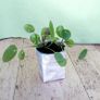 Chinese Money Plant - Pilea peperomioides Image 3