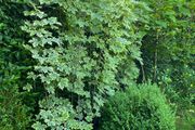 Maple drumondii 200cm