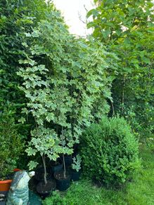 Maple drumondii 200cm