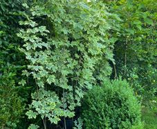 Maple drumondii 200cm