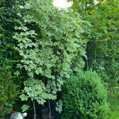Maple drumondii 200cm