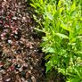 Plants and Shrubs TWO euros Image 9