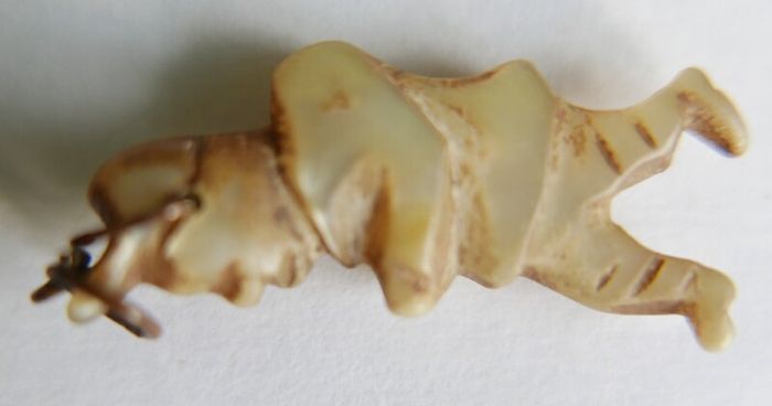 Antique Hand-carved Mother Of Pearl Gobbo Pendant - Antique Gobbo Charm