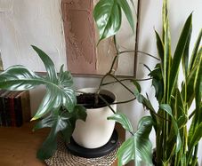 Beautiful exotic plant