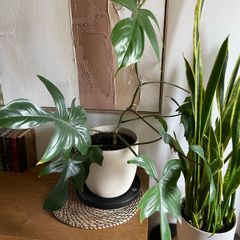 Beautiful exotic plant