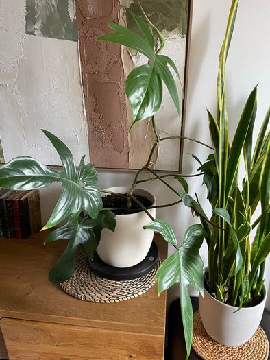 Beautiful exotic plant