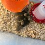 Ducklings Image 2