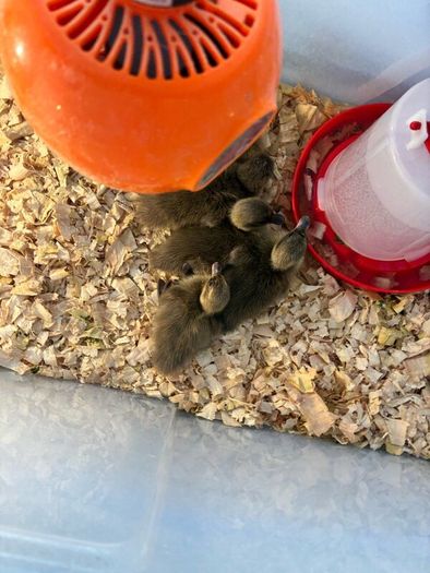 Ducklings