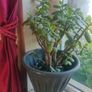 plant Image 3