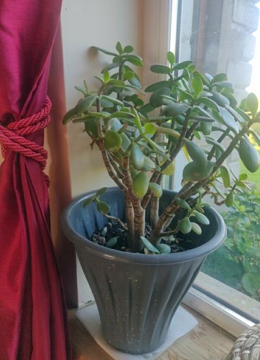 plant
