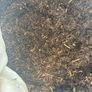 Bark mulch Image 2