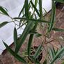 Banana leaf fig houseplant Image 2