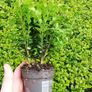 Laurel Hedging Image 8