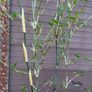 borinda KR 7613 - bamboo Image 4