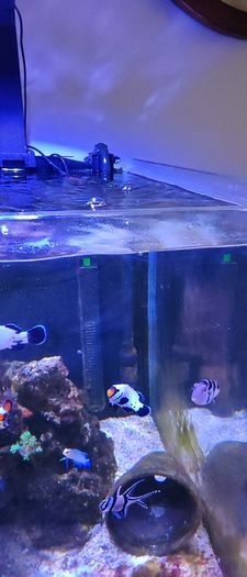 marine livestock
