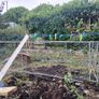 dog/ chicken  run Image 4