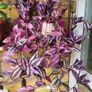Trailing Tradescantia Zebrina. House plant. Image 6