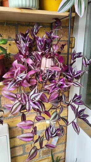 Trailing Tradescantia Zebrina. House plant.