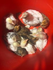 Bantam chicks