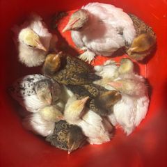 Bantam chicks
