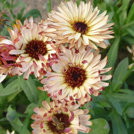 HT Calendula 'Touch of Red Buff' Seeds 0.75g | Sow March - July