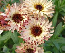 HT Calendula 'Touch of Red Buff' Seeds 0.75g | Sow March - July