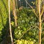 Hedge planting Image 4