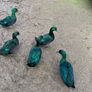 Cayuga Ducklings Image 3